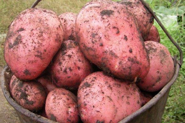 Картофель красный