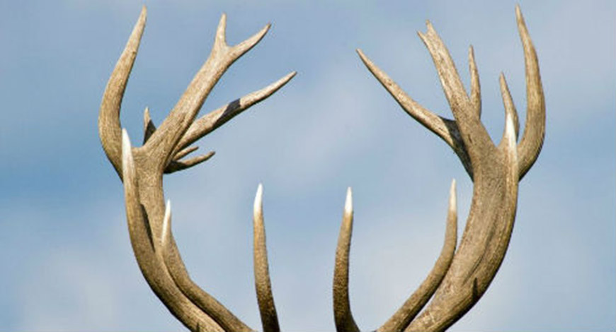 Куплю рога лося, оленя марала, северного
