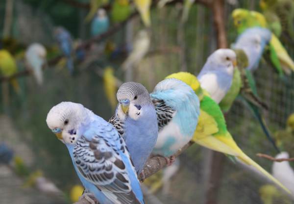 продам молодняк волнистых попугаев и корелл.