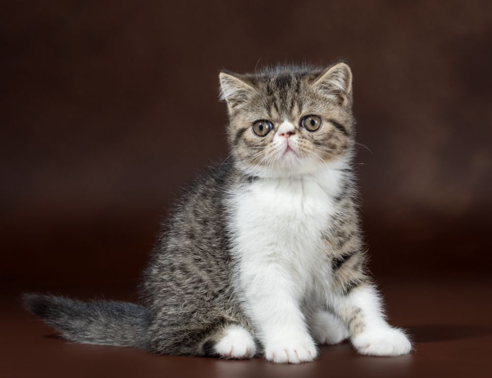 продажа котят