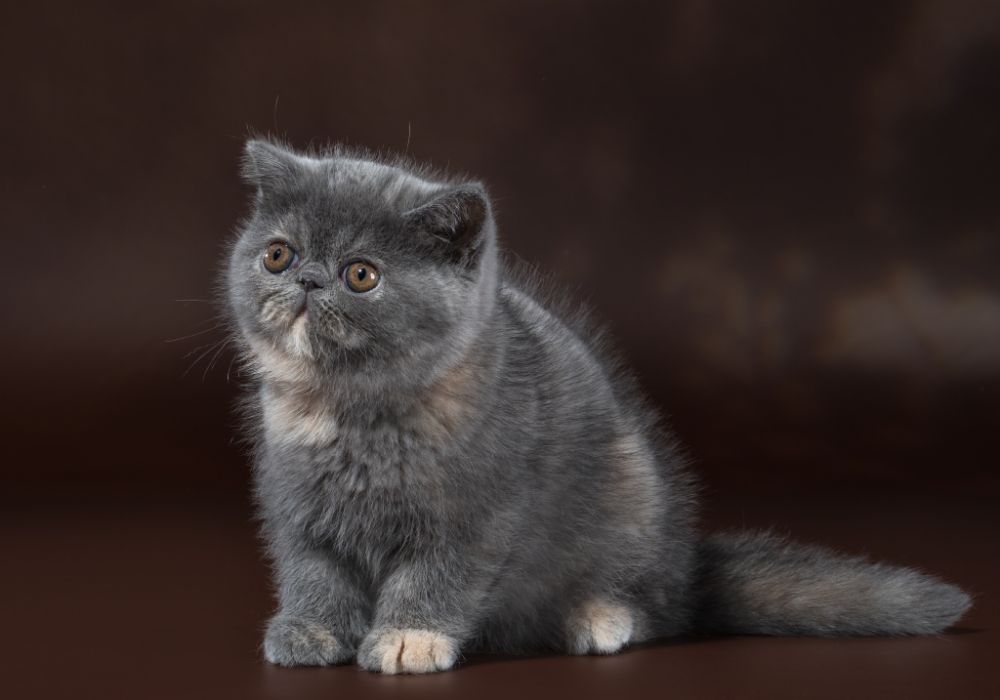 продажа котят