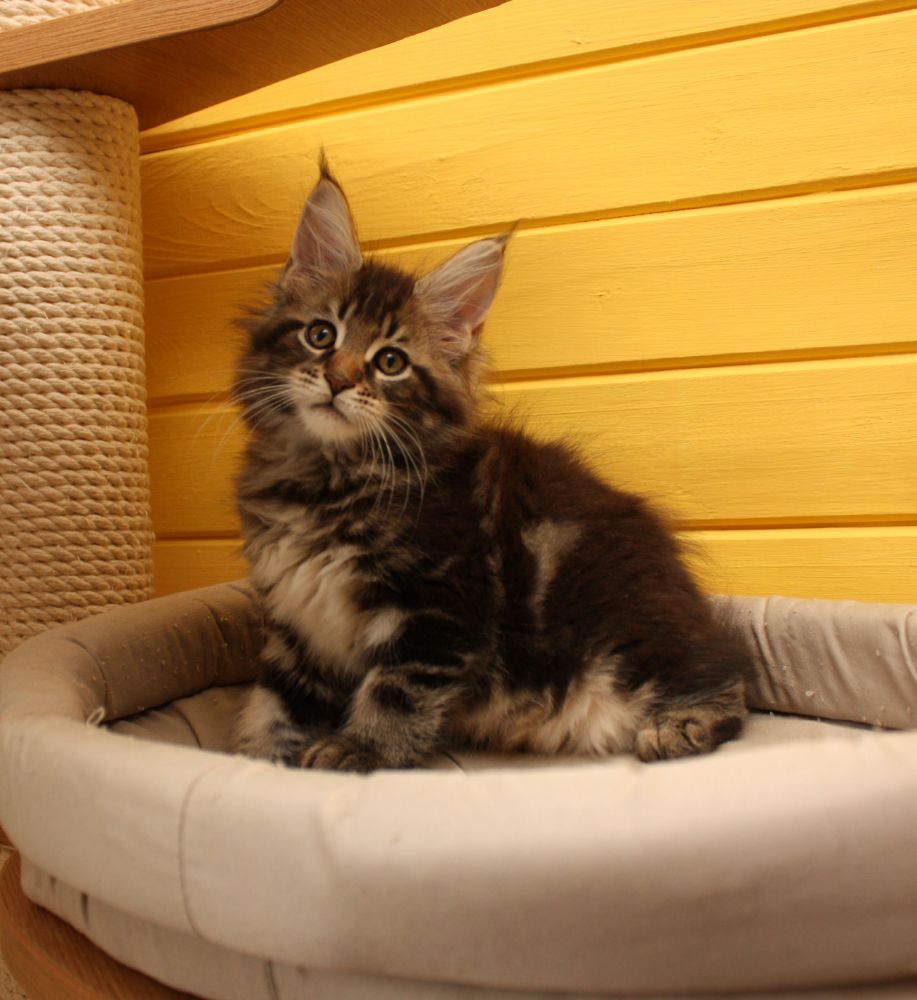 продам котят