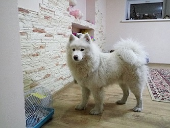 Гостиница для собак (зоогостиница, передержка) happydogs.kz