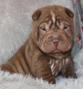For sale shar pei